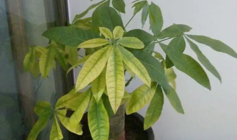 養發財樹，出現黃葉現象，多有3個原因造成，應及時解決
