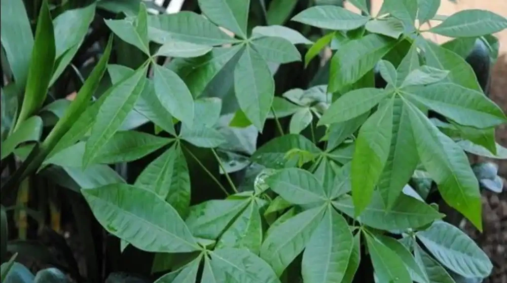 養發財樹，出現黃葉現象，多有3個原因造成，應及時解決
