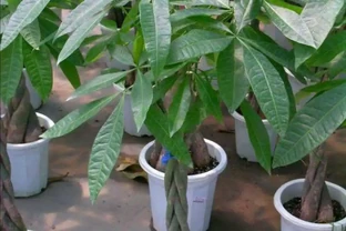養發財樹，出現黃葉現象，多有3個原因造成，應及時解決
