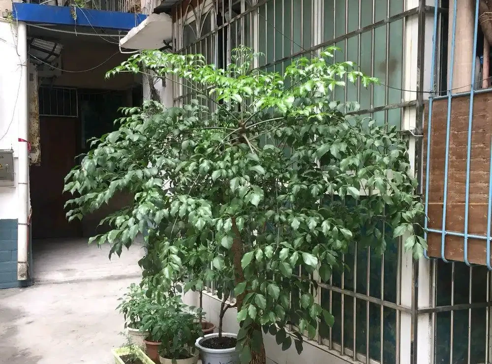 幸福樹頂芽枯萎,枝條發黑下垂耷拉怎麼辦?做到3點,新芽蹭蹭長
