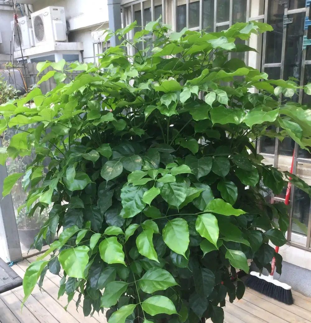 幸福樹頂芽枯萎,枝條發黑下垂耷拉怎麼辦?做到3點,新芽蹭蹭長