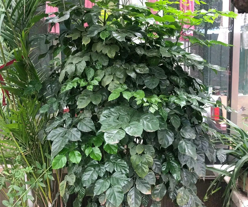 幸福樹頂芽枯萎,枝條發黑下垂耷拉怎麼辦?做到3點,新芽蹭蹭長