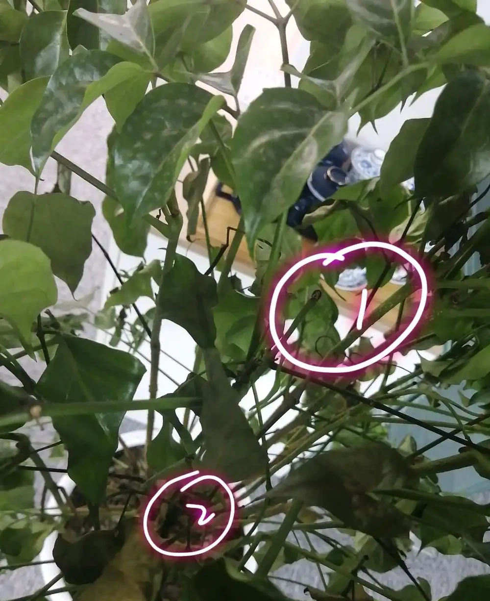 幸福樹頂芽枯萎,枝條發黑下垂耷拉怎麼辦?做到3點,新芽蹭蹭長