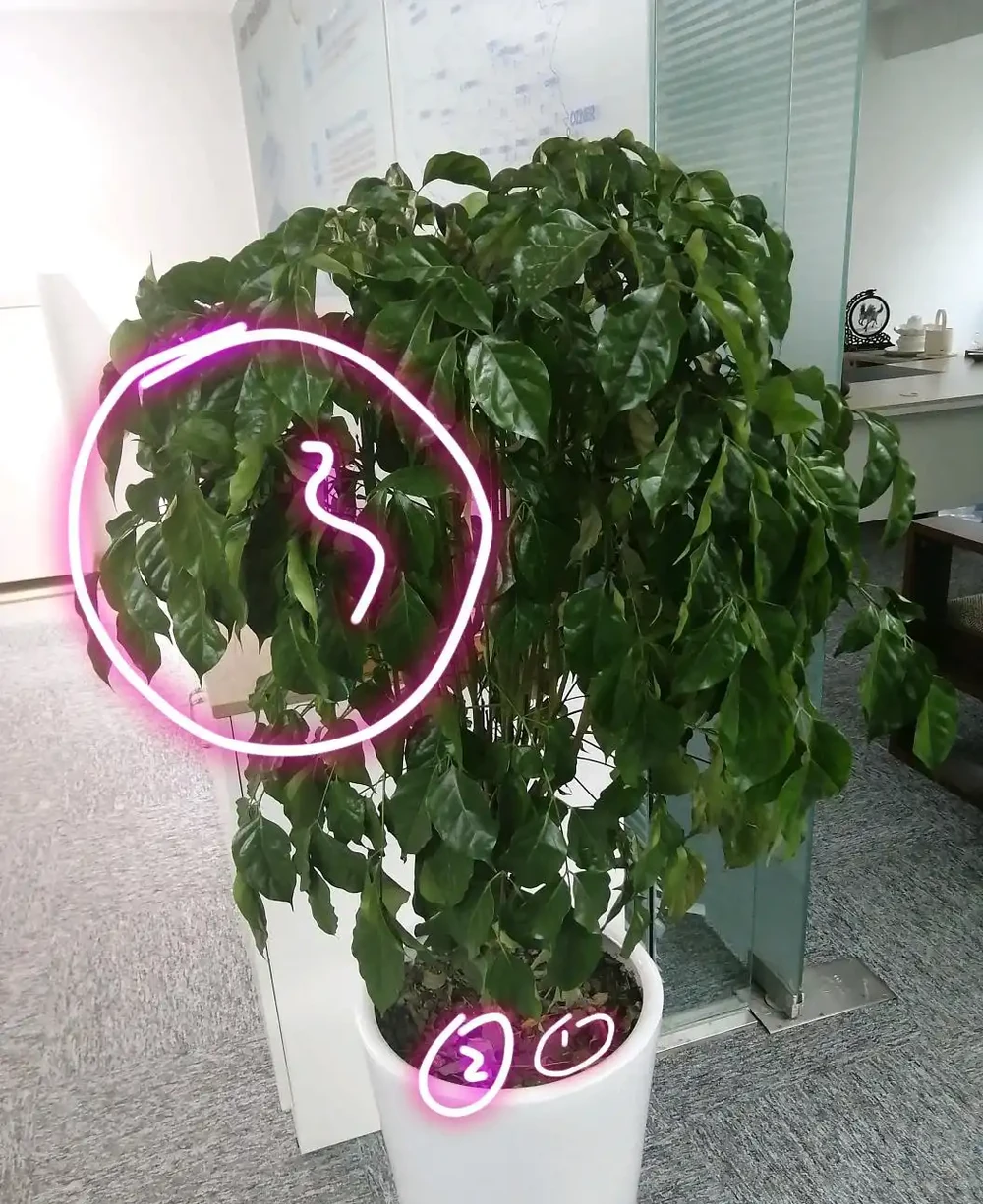 幸福樹頂芽枯萎,枝條發黑下垂耷拉怎麼辦?做到3點,新芽蹭蹭長