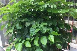 幸福樹頂芽枯萎，枝條發黑下垂耷拉怎麼辦？做到3點，新芽蹭蹭長