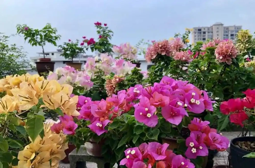 23種開花植物,全年都在開花,愛花人士必備,看看你養了幾種
