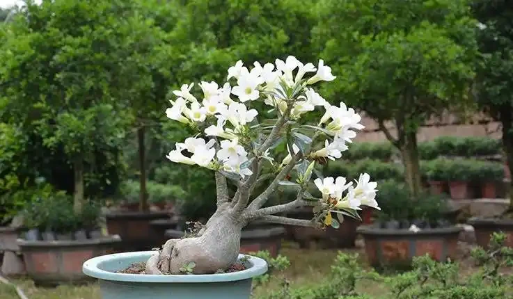23種開花植物,全年都在開花,愛花人士必備,看看你養了幾種