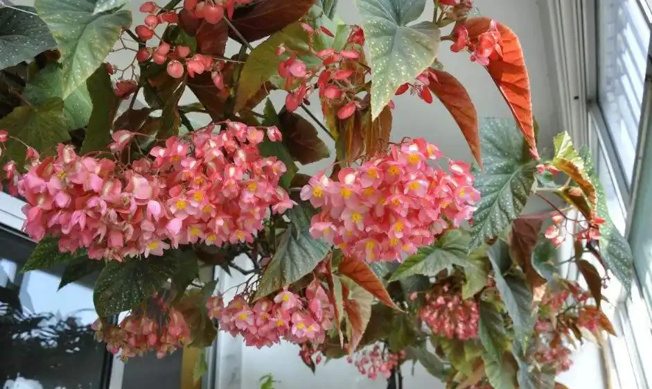 23種開花植物,全年都在開花,愛花人士必備,看看你養了幾種