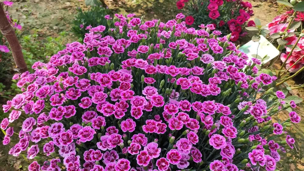 23種開花植物,全年都在開花,愛花人士必備,看看你養了幾種