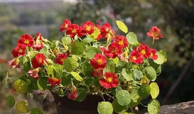 23種開花植物,全年都在開花,愛花人士必備,看看你養了幾種