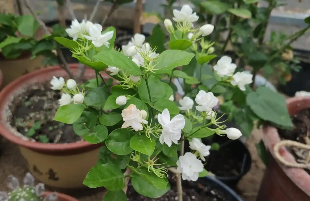 23種開花植物,全年都在開花,愛花人士必備,看看你養了幾種