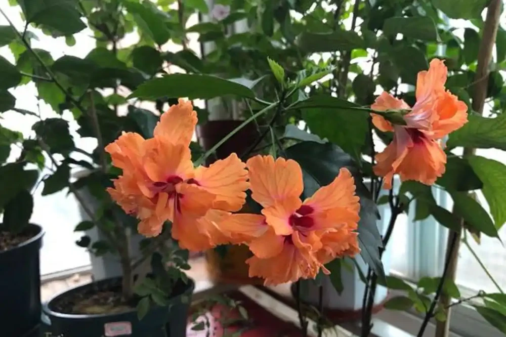 23種開花植物,全年都在開花,愛花人士必備,看看你養了幾種