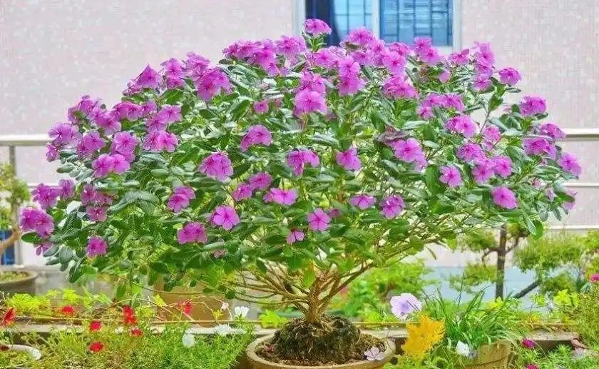 23種開花植物,全年都在開花,愛花人士必備,看看你養了幾種
