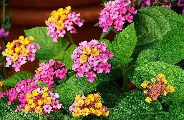 23種開花植物,全年都在開花,愛花人士必備,看看你養了幾種