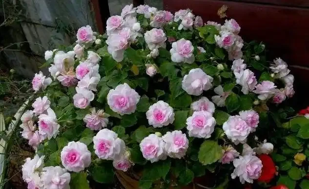 23種開花植物,全年都在開花,愛花人士必備,看看你養了幾種