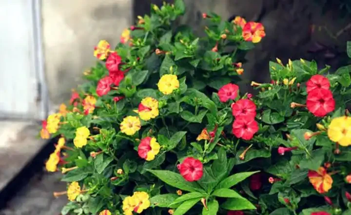 23種開花植物,全年都在開花,愛花人士必備,看看你養了幾種