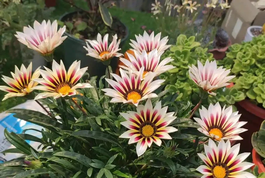 23種開花植物,全年都在開花,愛花人士必備,看看你養了幾種