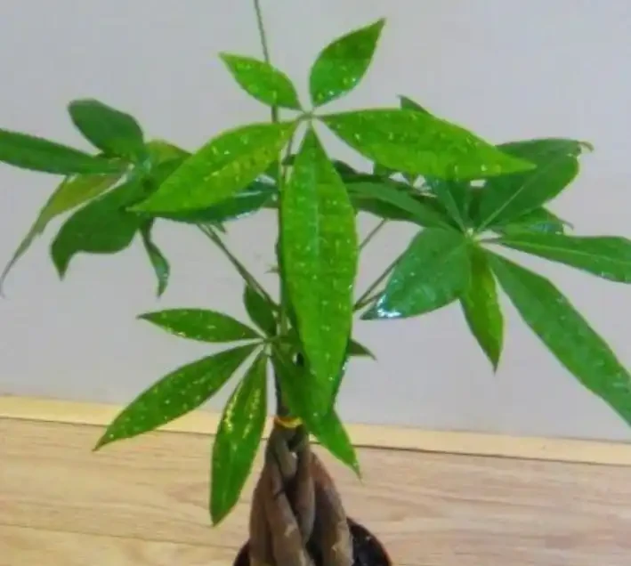 夏季發財樹可以施肥嗎？應該注意哪些事項？