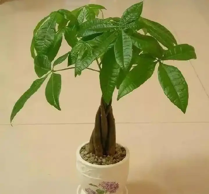 夏季發財樹可以施肥嗎？應該注意哪些事項？