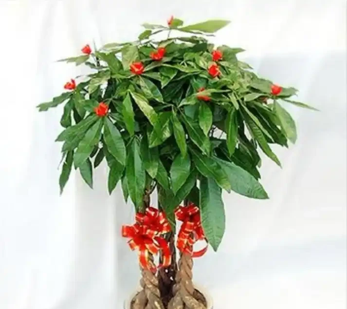 夏季發財樹可以施肥嗎？應該注意哪些事項？