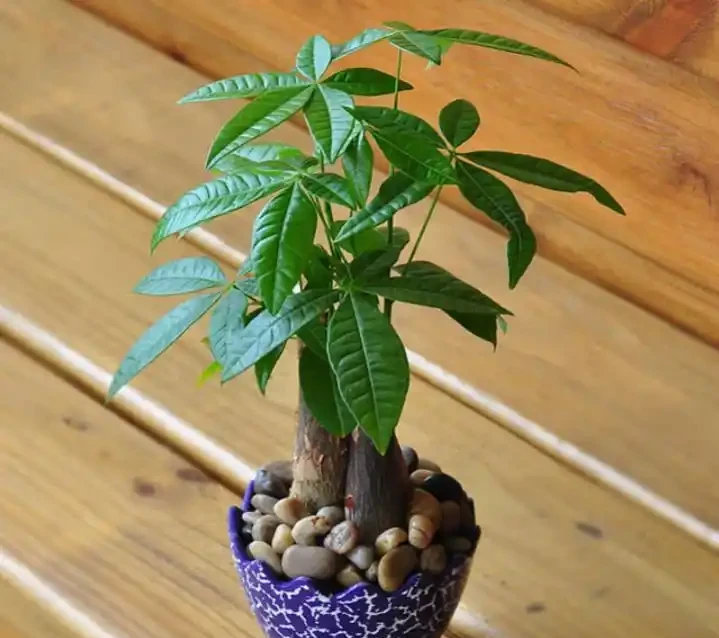 夏季發財樹可以施肥嗎？應該注意哪些事項？