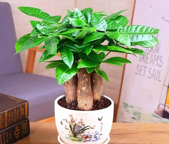 夏季發財樹可以施肥嗎？應該注意哪些事項？
