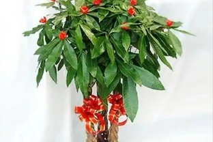 夏季發財樹可以施肥嗎？應該注意哪些事項？