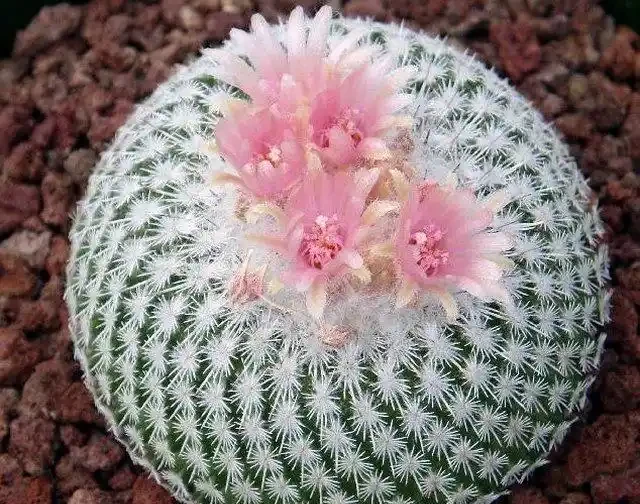 仙人掌球最怕「三種」水，避開不發軟，猛竄芽冒白根，養成繁花老樁
