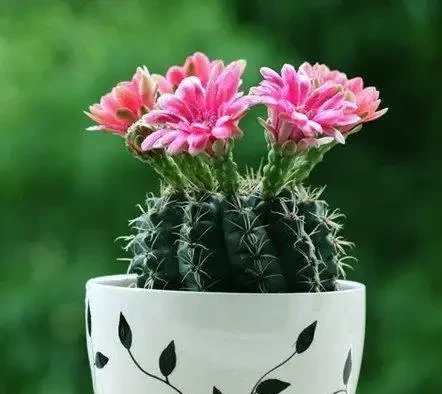 仙人掌球最怕「三種」水，避開不發軟，猛竄芽冒白根，養成繁花老樁