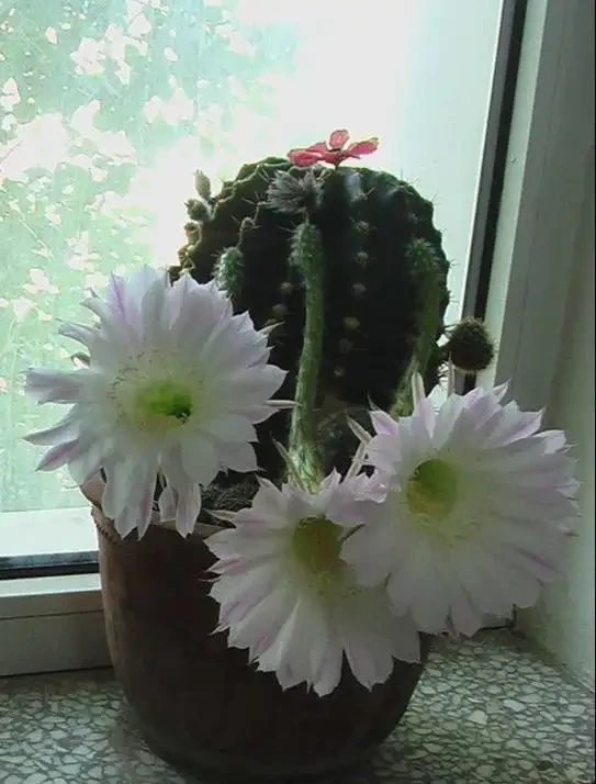 仙人掌球最怕「三種」水，避開不發軟，猛竄芽冒白根，養成繁花老樁