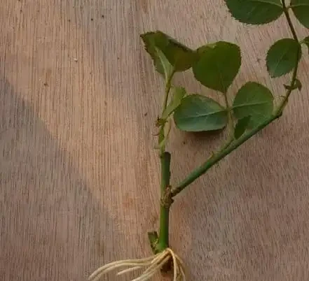 月季可透過插枝繁殖，如何判斷插枝的月季是否長根？