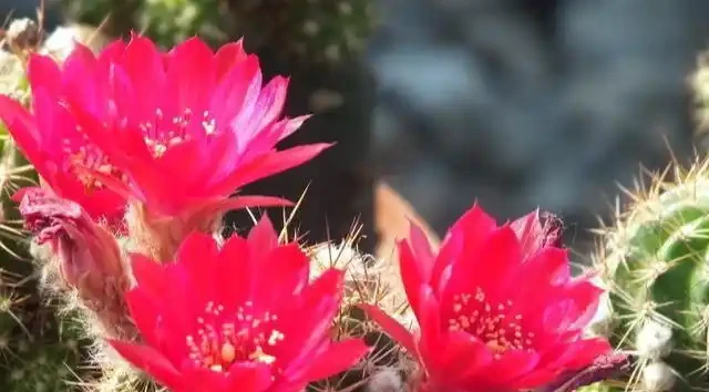 仙人掌球最怕「三種」水，避開不發軟，猛竄芽冒白根，養成繁花老樁