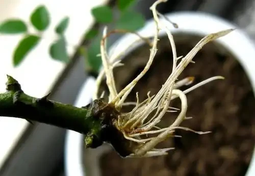 月季可透過插枝繁殖，如何判斷插枝的月季是否長根？