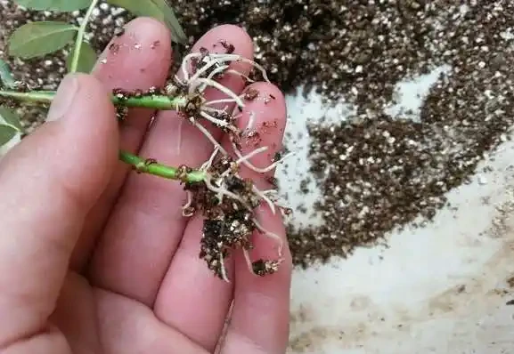 月季可透過插枝繁殖，如何判斷插枝的月季是否長根？