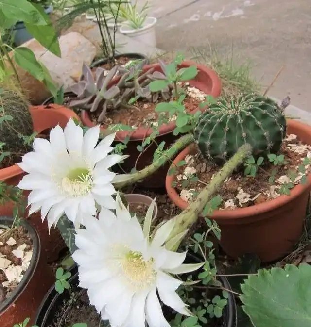 仙人掌球最怕「三種」水，避開不發軟，猛竄芽冒白根，養成繁花老樁