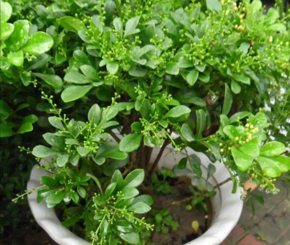 家裡養4種花,容易缺鐵,每月澆一次硫酸亞鐵,長得旺葉子綠