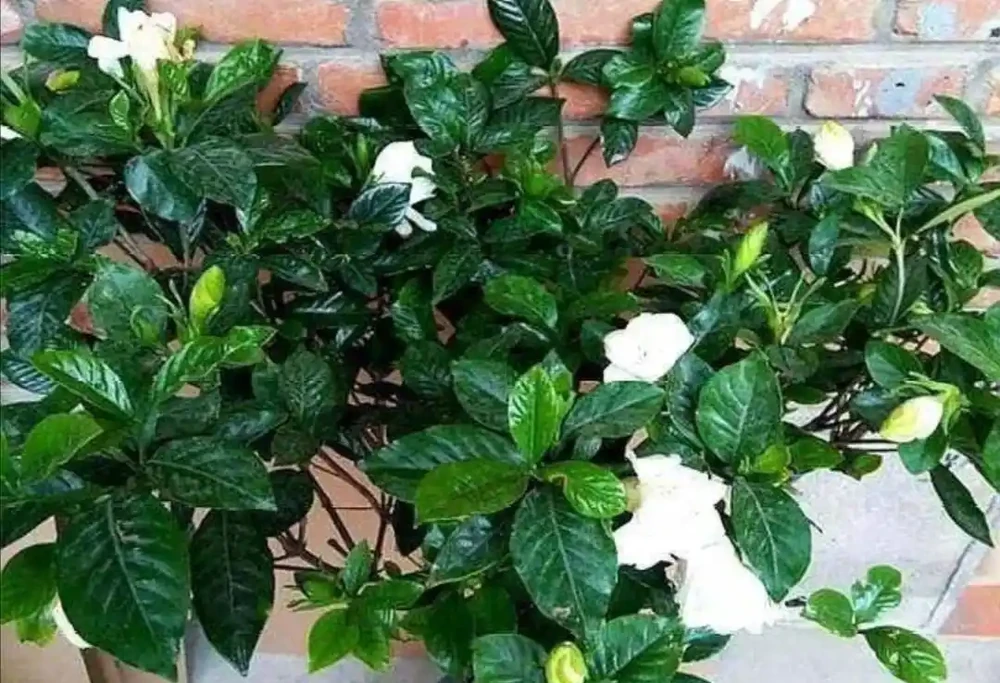 家裡養4種花,容易缺鐵,每月澆一次硫酸亞鐵,長得旺葉子綠