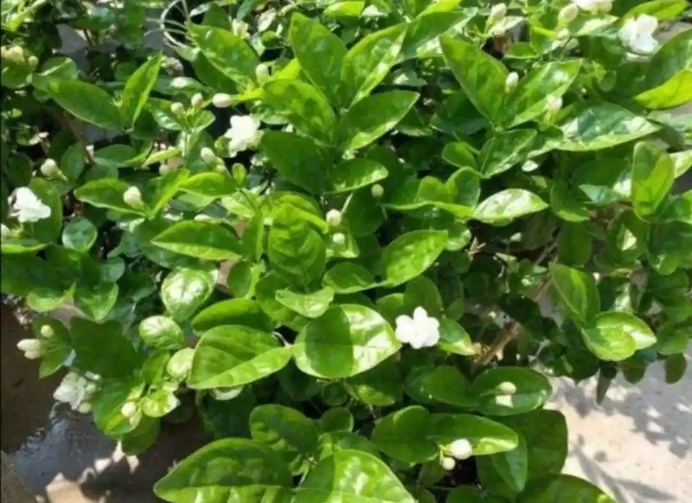 家裡養4種花,容易缺鐵,每月澆一次硫酸亞鐵,長得旺葉子綠