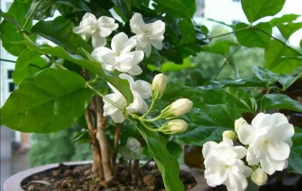 家裡養4種花,容易缺鐵,每月澆一次硫酸亞鐵,長得旺葉子綠