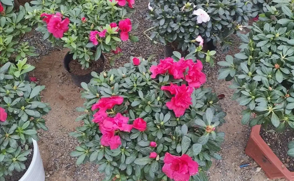 家裡養4種花,容易缺鐵,每月澆一次硫酸亞鐵,長得旺葉子綠