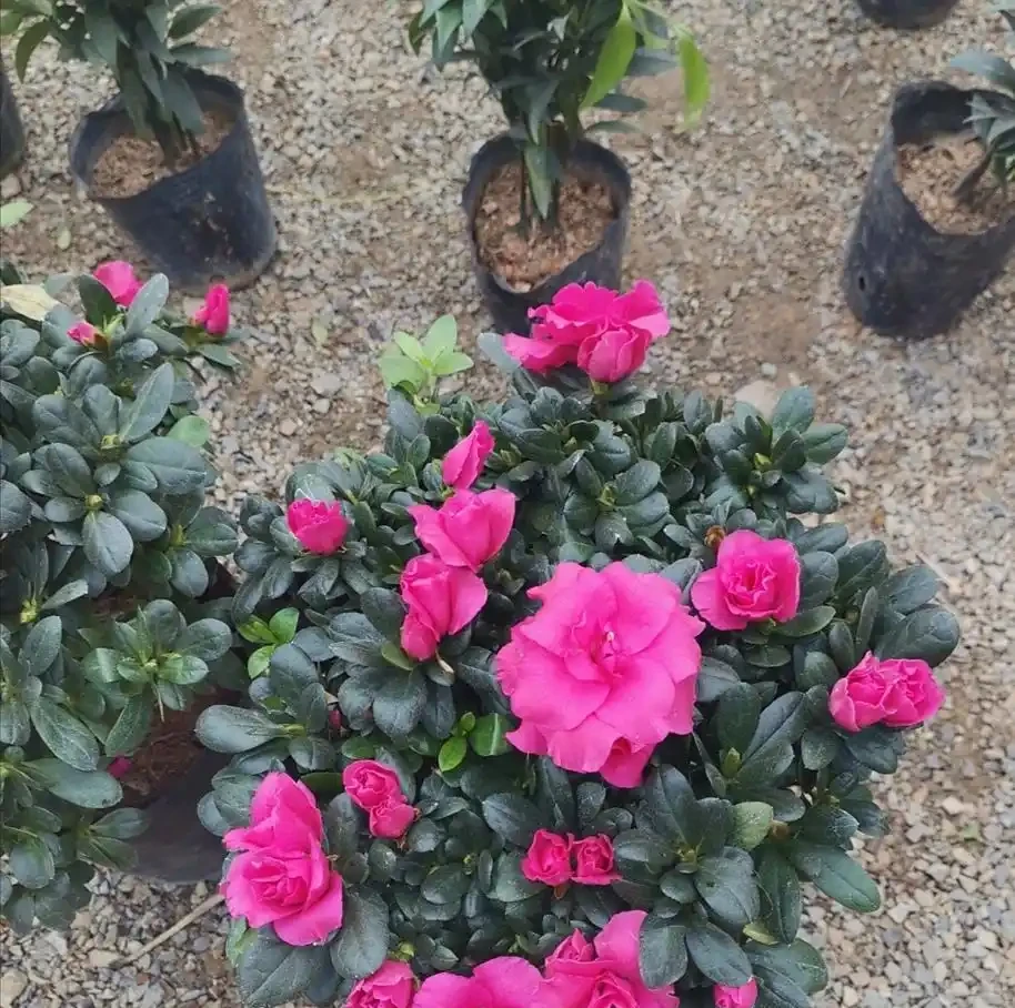 家裡養4種花,容易缺鐵,每月澆一次硫酸亞鐵,長得旺葉子綠