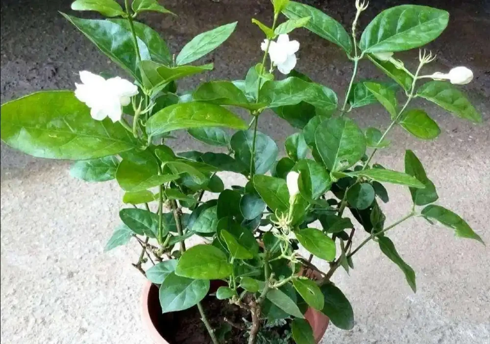家裡養4種花,容易缺鐵,每月澆一次硫酸亞鐵,長得旺葉子綠