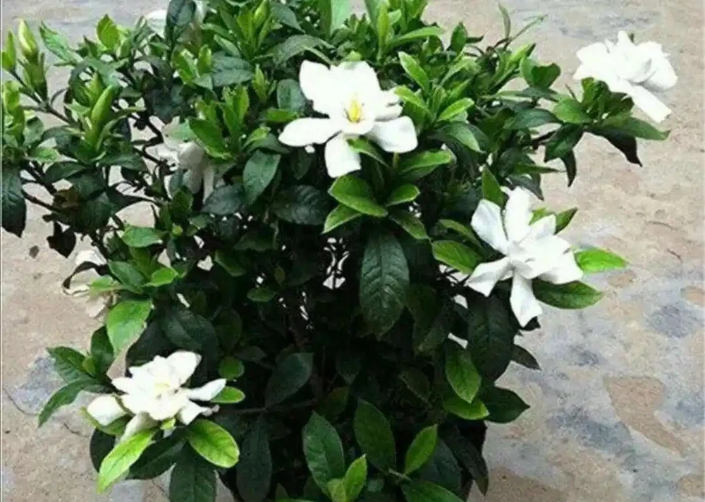 家裡養4種花,容易缺鐵,每月澆一次硫酸亞鐵,長得旺葉子綠