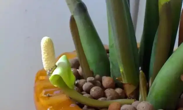 這種觀葉植物還能養開花,見過的人沒幾個!