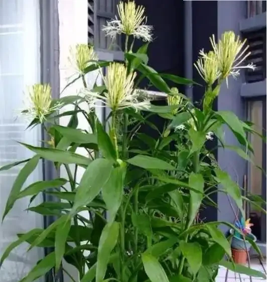 這種觀葉植物還能養開花,見過的人沒幾個!