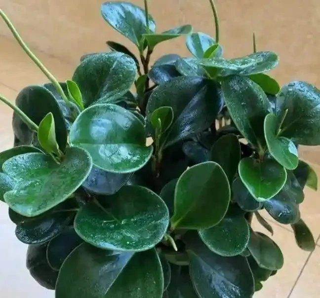 這種觀葉植物還能養開花,見過的人沒幾個!