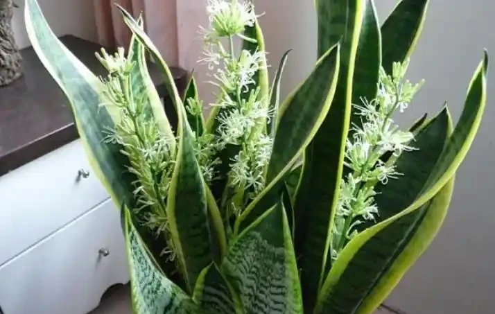 這種觀葉植物還能養開花,見過的人沒幾個!