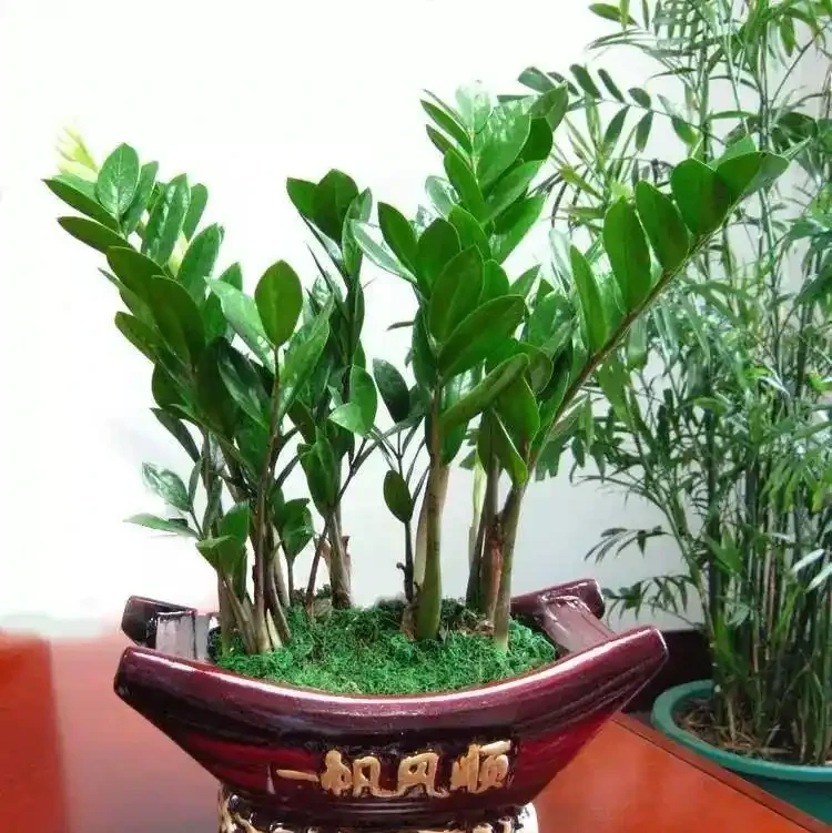 雪鐵芋又名雪鐵芋，如何更好的養護雪鐵芋？