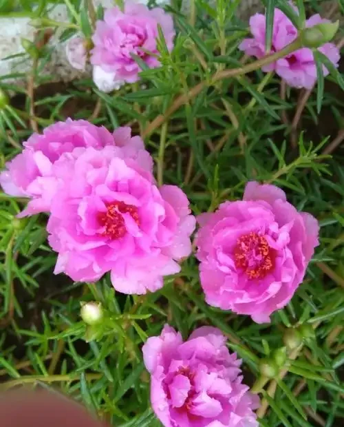 松葉牡丹又叫做松葉牡丹,花朵的樣子與牡丹花相媲美