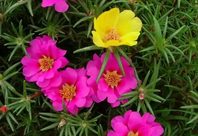 松葉牡丹又叫做松葉牡丹,花朵的樣子與牡丹花相媲美